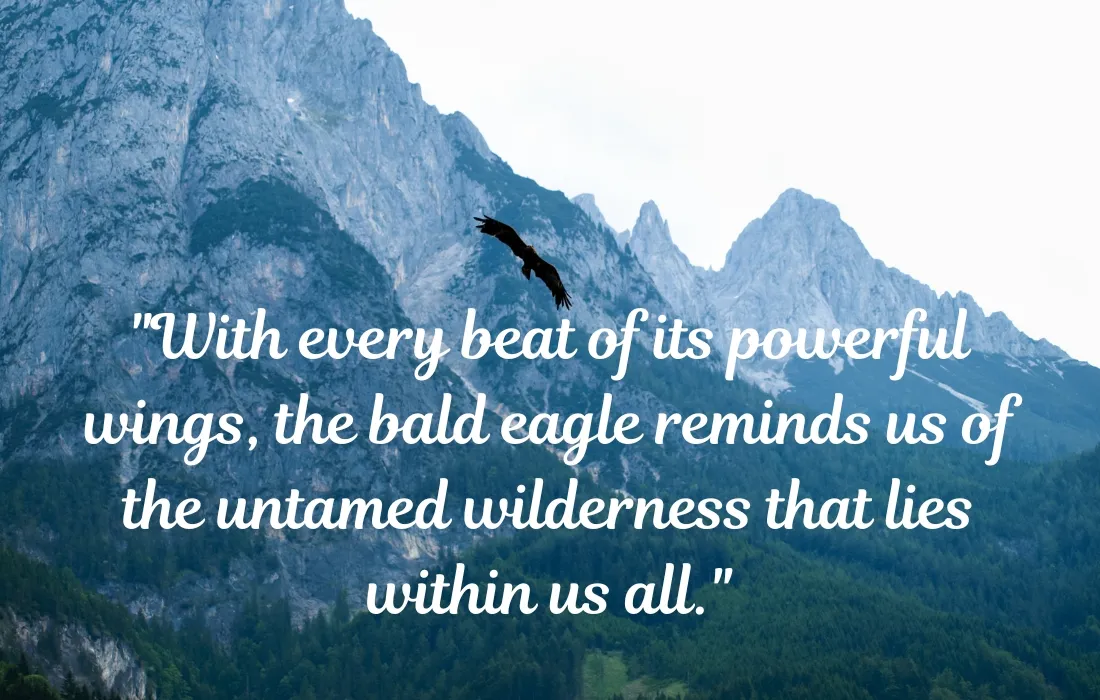 Bald Eagle Quotes