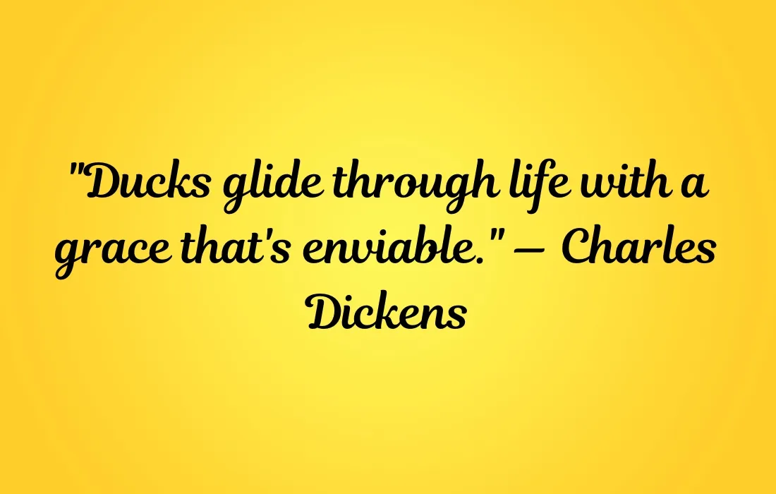 Beautiful Duck Quotes