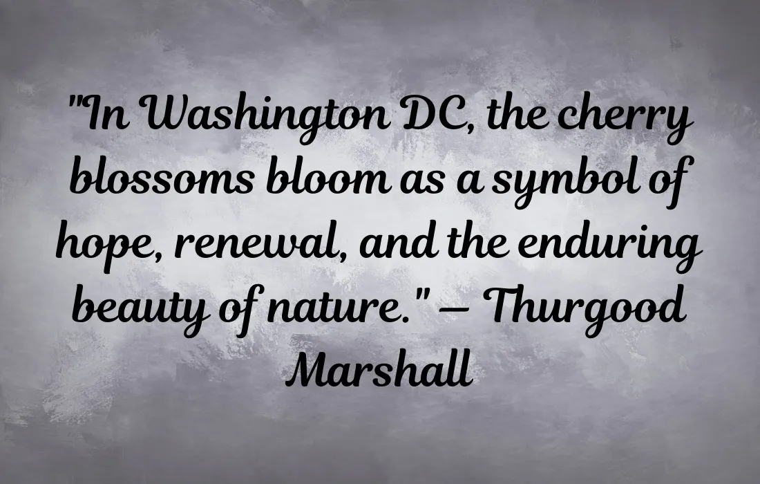 Cherry Blossom Quotes about DC