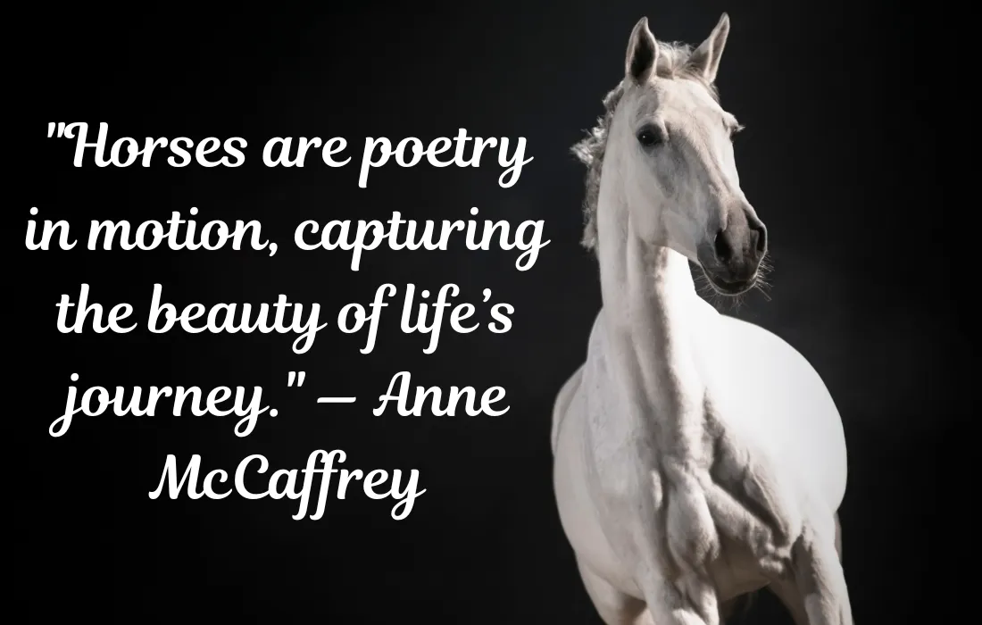 Best Horse Quotes