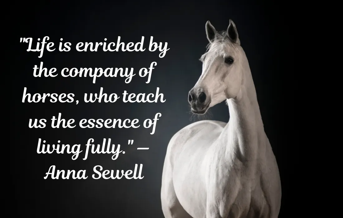 Horse Quotes About Life